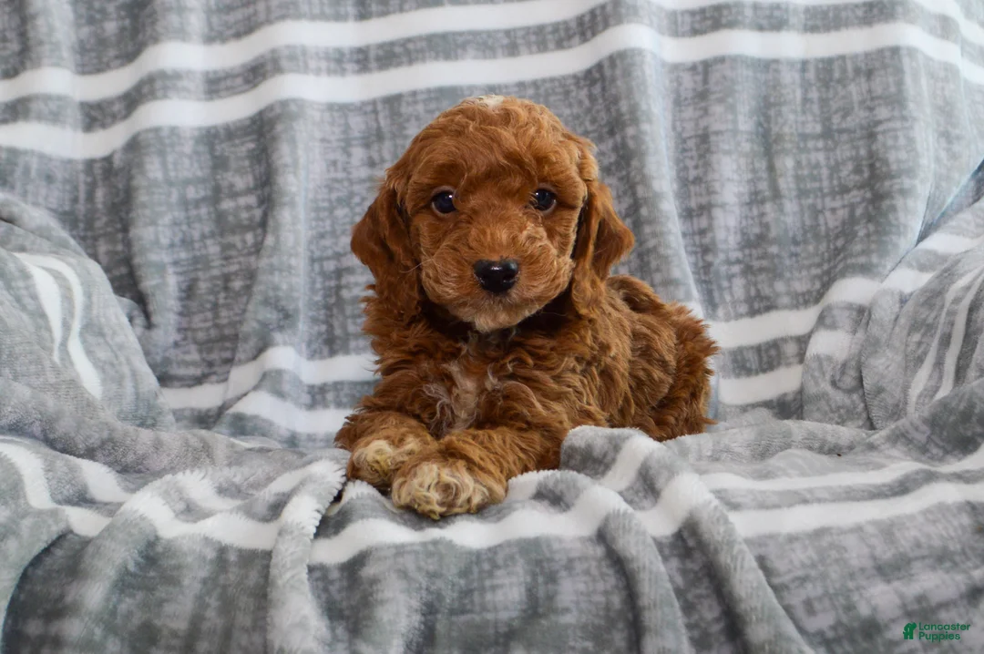 Miniature Poodle dogs for sale: Finn - Ad 3