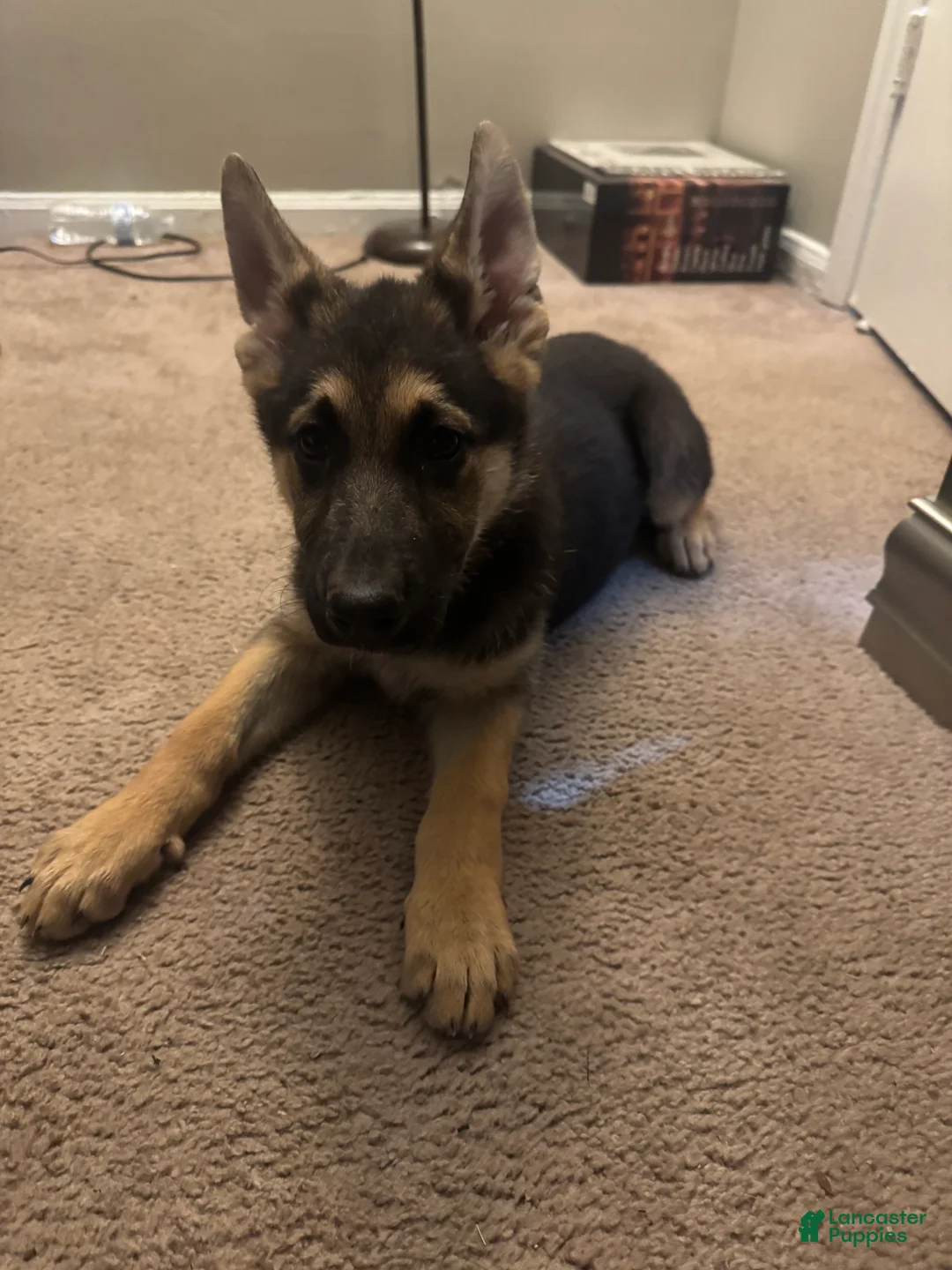 German Shepherd dogs for sale: German Shepherd Female - Ad 1