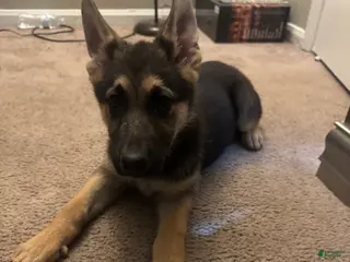 German Shepherd dogs German Shepherd Female - Ad 7