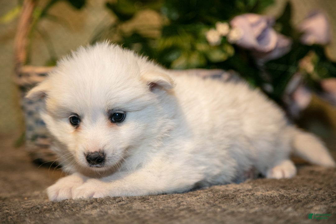 American Eskimo dogs for sale: Popcorn - Ad 2