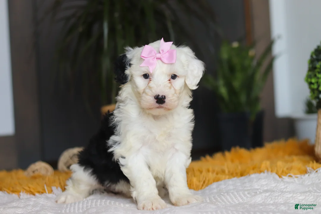 Sheepadoodle dogs for sale: Carrot - Ad 7