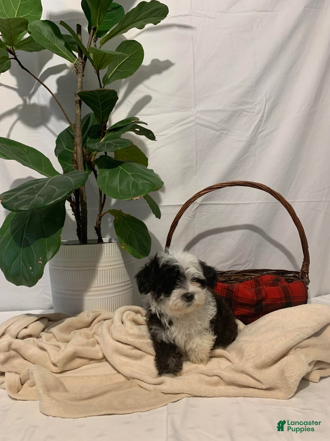 Havanese dogs for sale: Indie - Ad 3