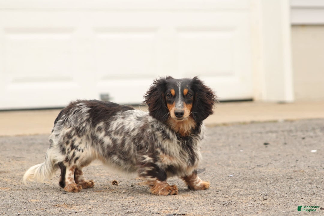 Gallery Image {{count}}