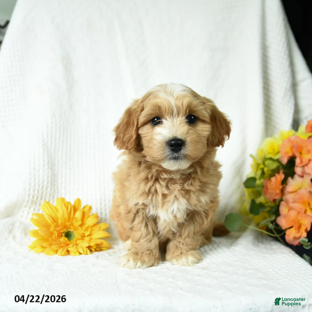 Mixed Breed dogs for sale: Lucky - Ad 2