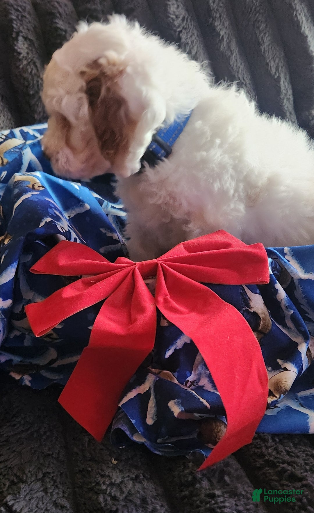 Mini Goldendoodle dogs for sale: Koda - Ad 2