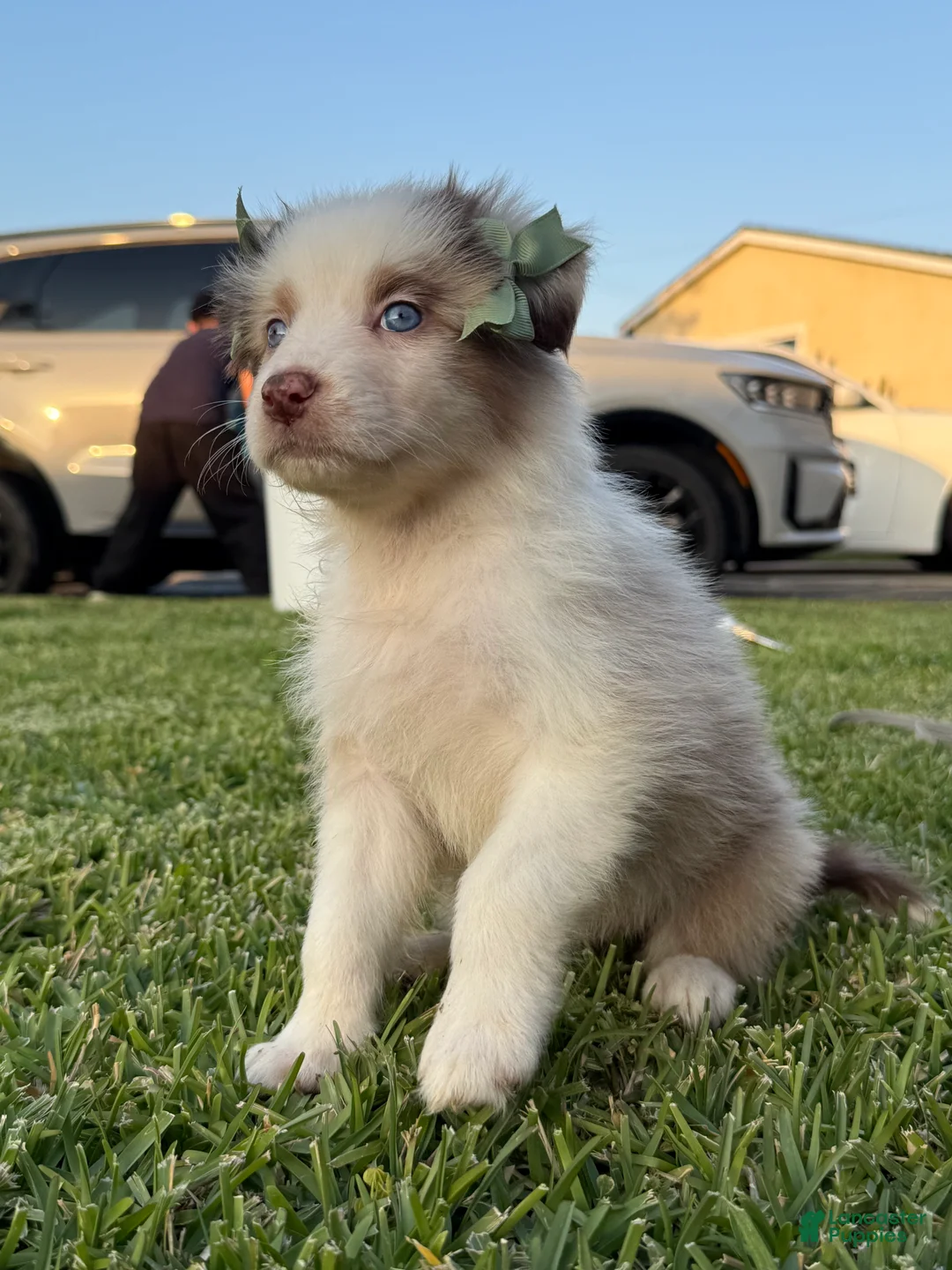 Australian Shepherd dogs for sale: Australian Shepherd Puppy 9 - Ad 2