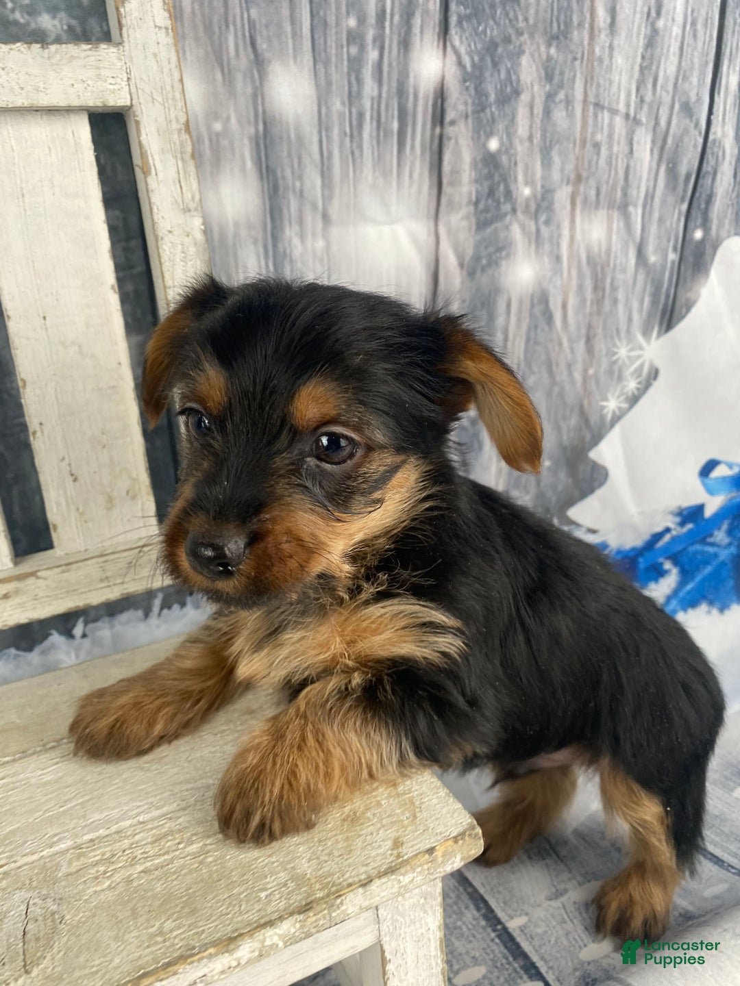 Yorkshire Terrier dogs for sale: Xavy - Ad 2