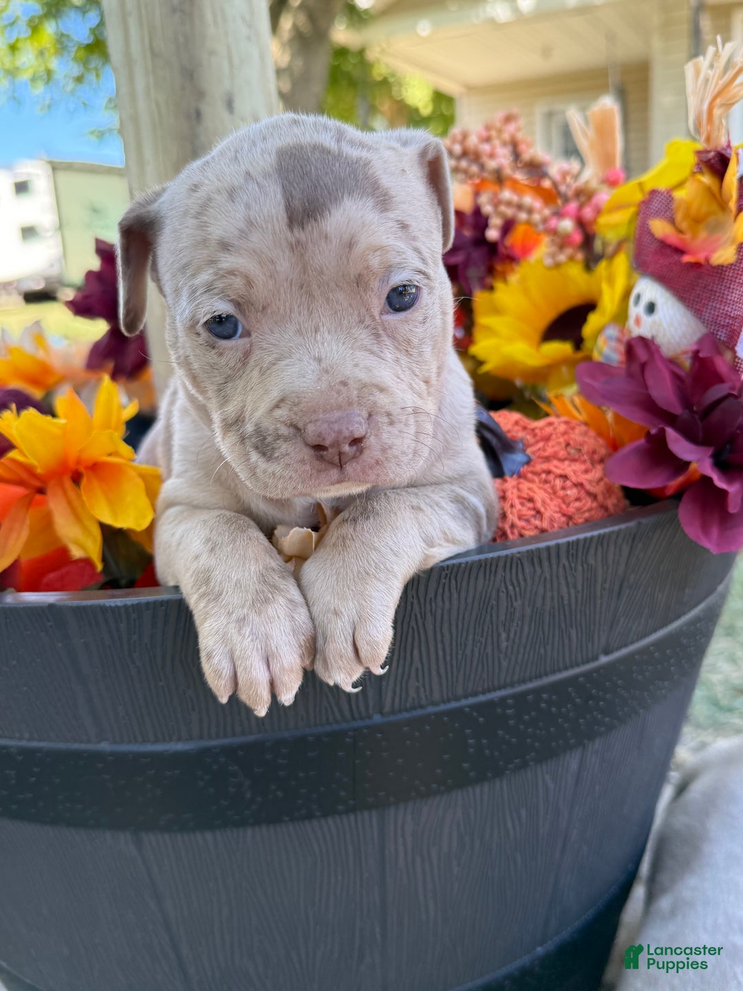 American Bully dogs for sale: Stormy - Ad 11