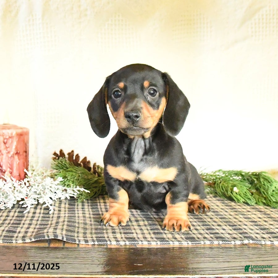 Dachshund dogs Rascal - Ad 19
