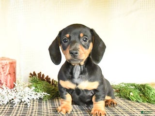 Dachshund dogs Rascal - Ad 2