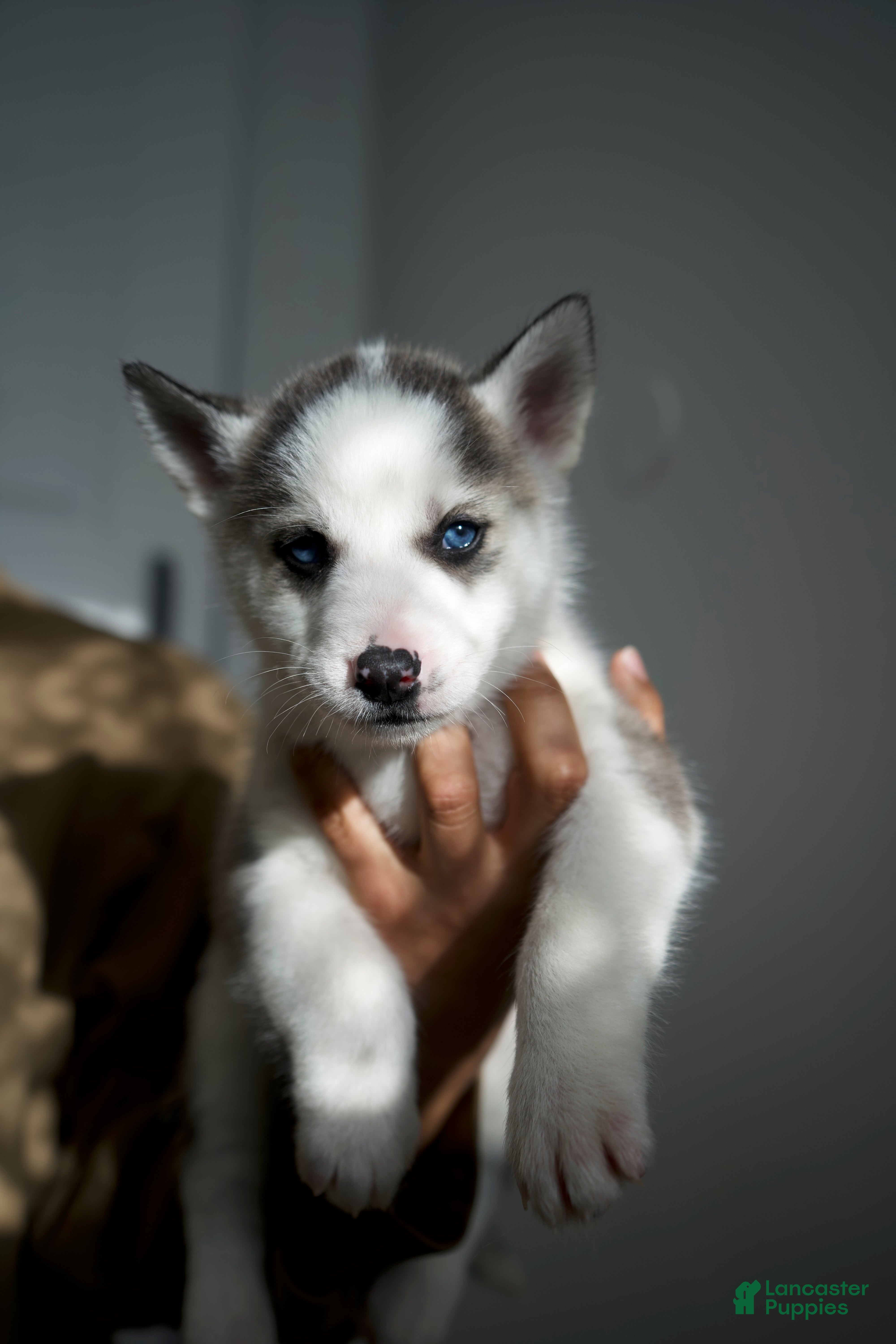 Mixed Breed dogs Yogee - Ad 20