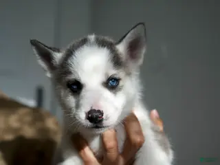 Mixed Breed dogs Yogee - Ad 20