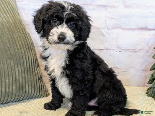 Mixed Breed dogs Jace - Ad 28