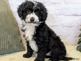 Mixed Breed dogs Jace - Ad 9