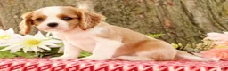 Cavalier King Charles Spaniel dogs for sale: ZInnia - Ad 2
