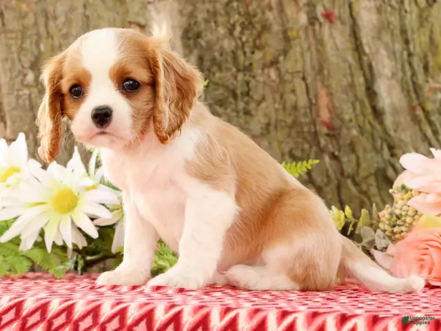 Cavalier King Charles Spaniel dogs for sale: ZInnia - Ad 2