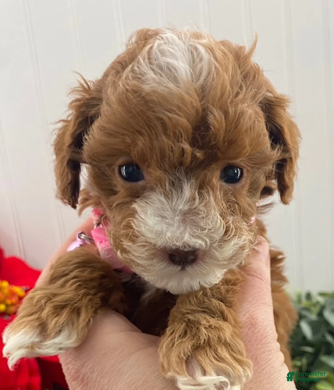 Toy Poodle dogs for sale: Katie-tiny - Ad 3