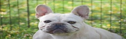 French Bulldog dogs for sale: Snowball - Ad 2