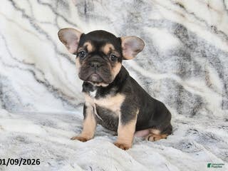 Mixed Breed dogs Nancy - Ad 27