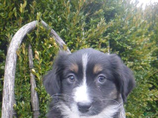 Miniature Australian Shepherd dogs Nessa - Ad 30
