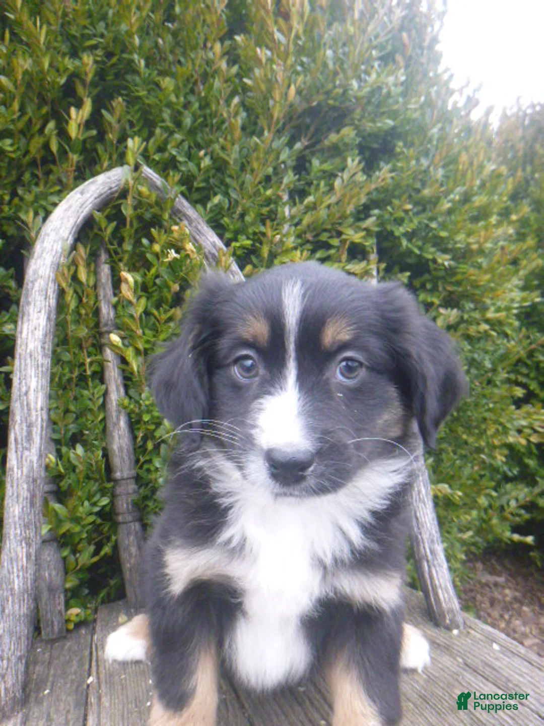 Miniature Australian Shepherd dogs for sale: Nessa - Ad 4