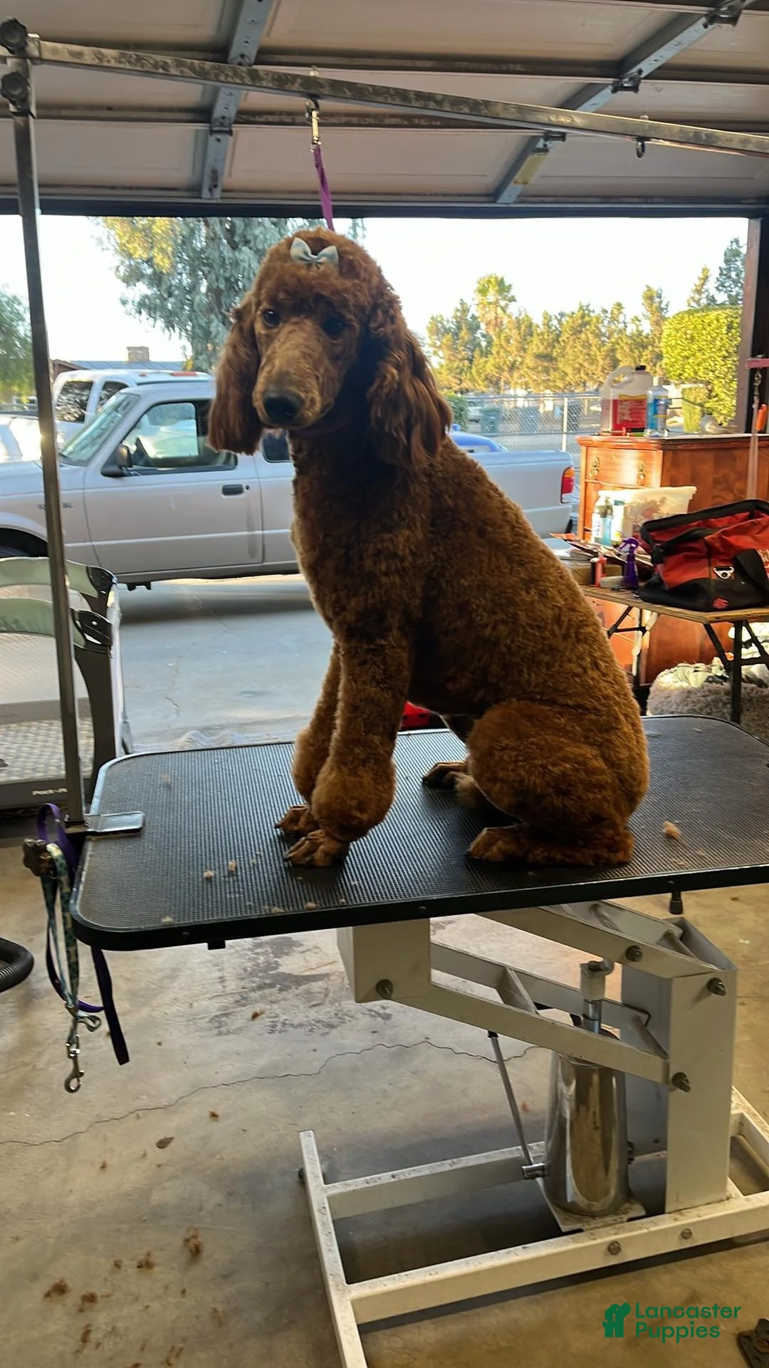 Standard Poodle dogs for sale: Beaux - Ad 2