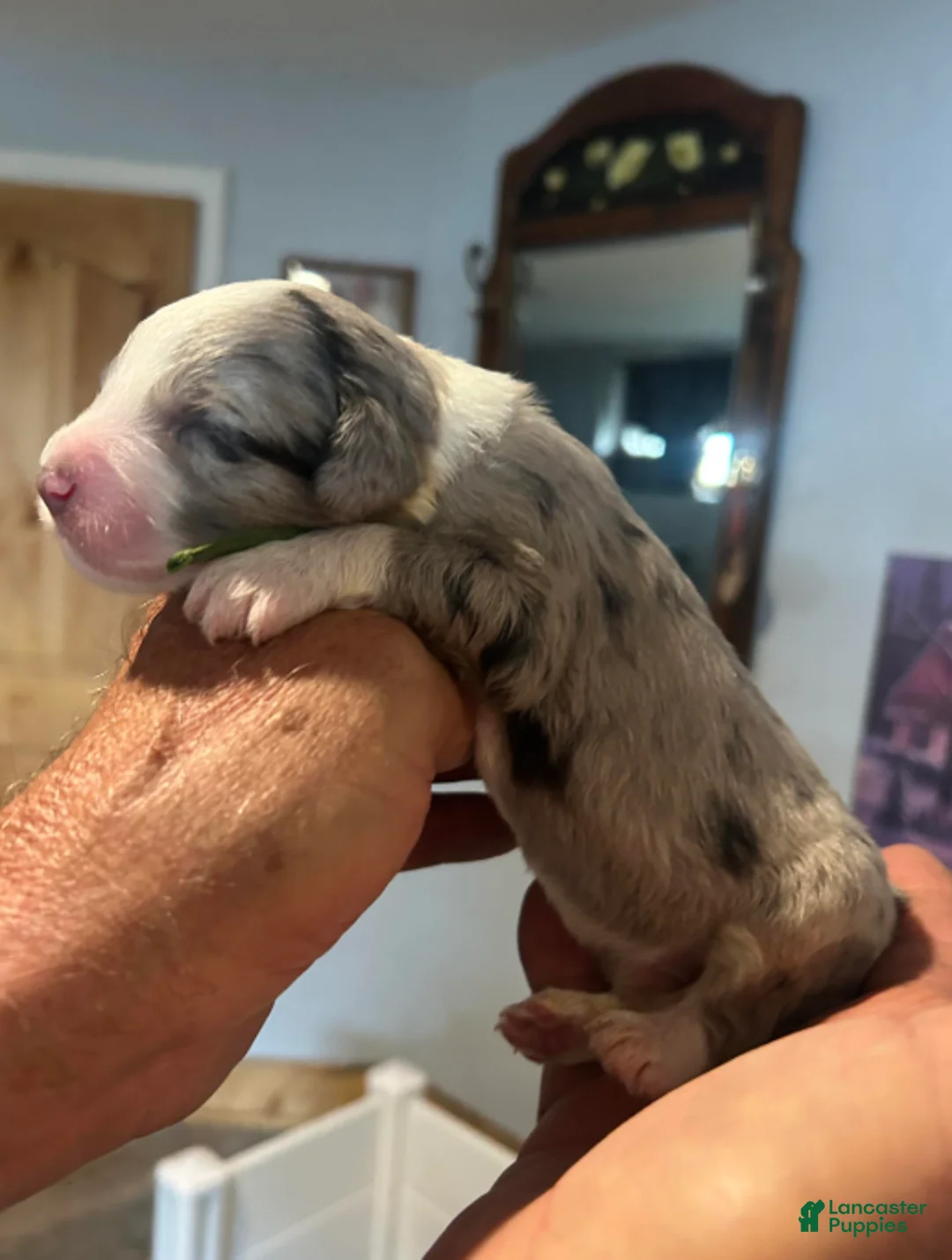 Sheepadoodle dogs for sale: George - Ad 2