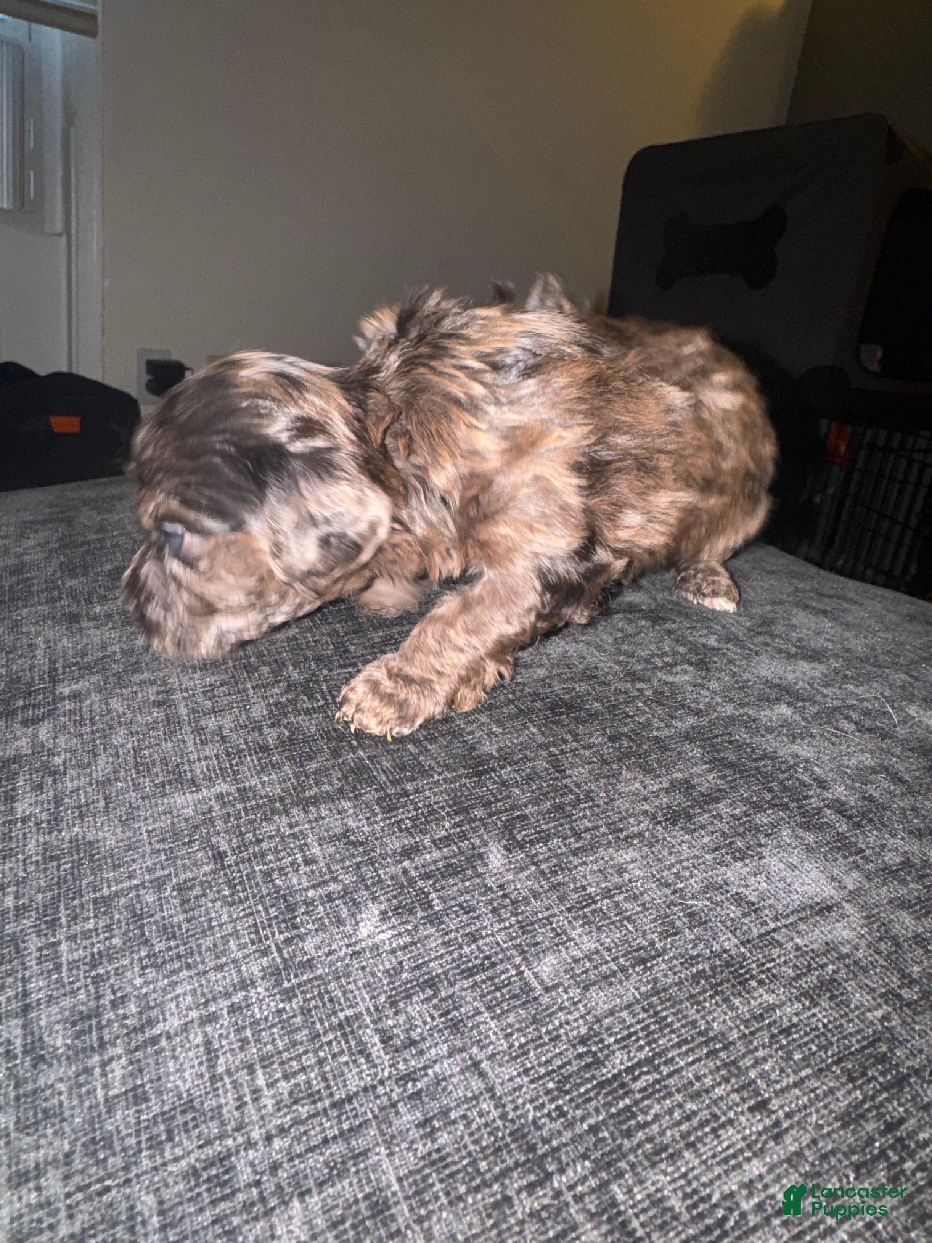 Havapoo dogs Havapoo Puppy 1 - Ad 26