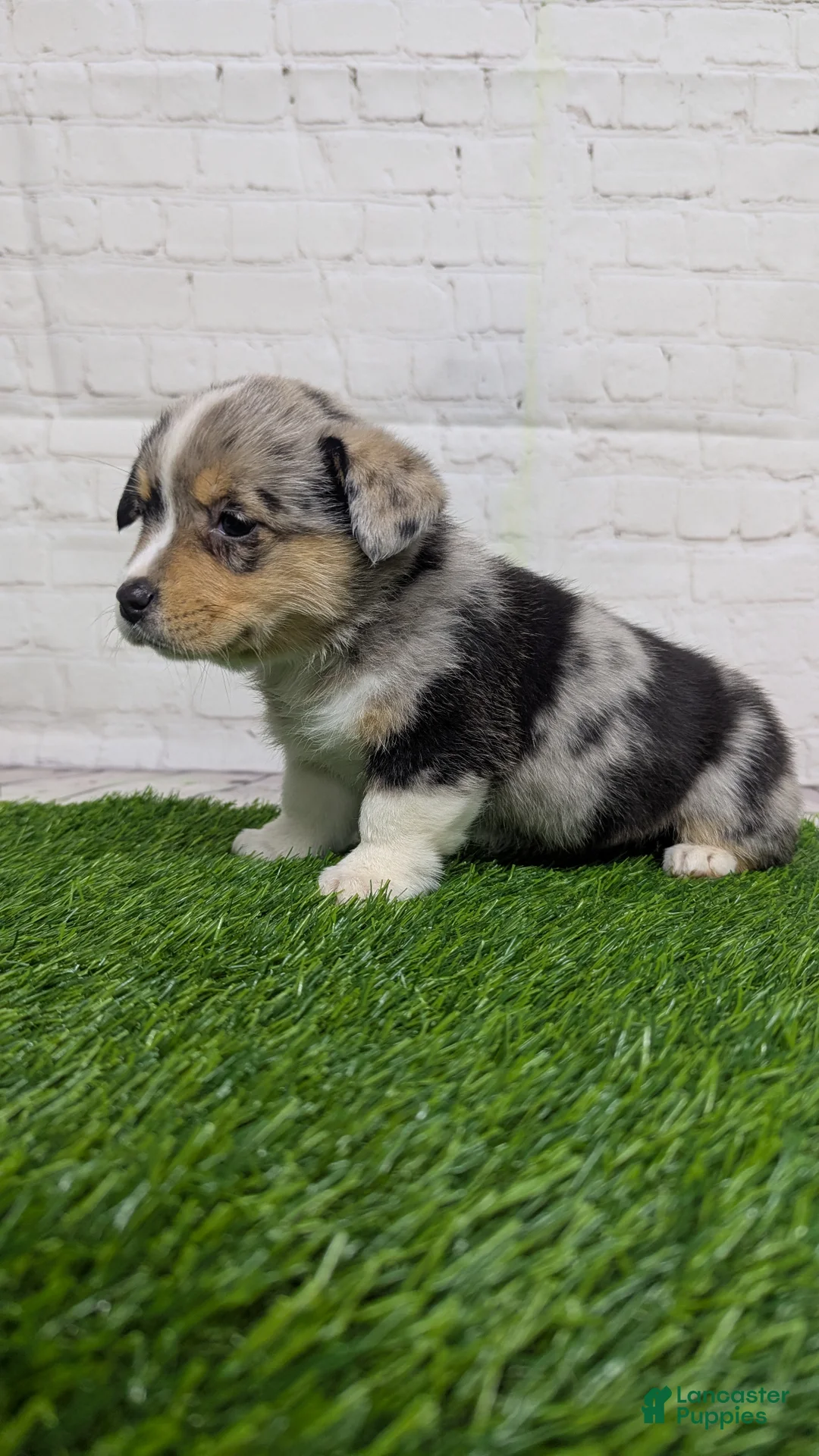 Welsh Corgi Pembroke dogs for sale: Alli - Ad 3