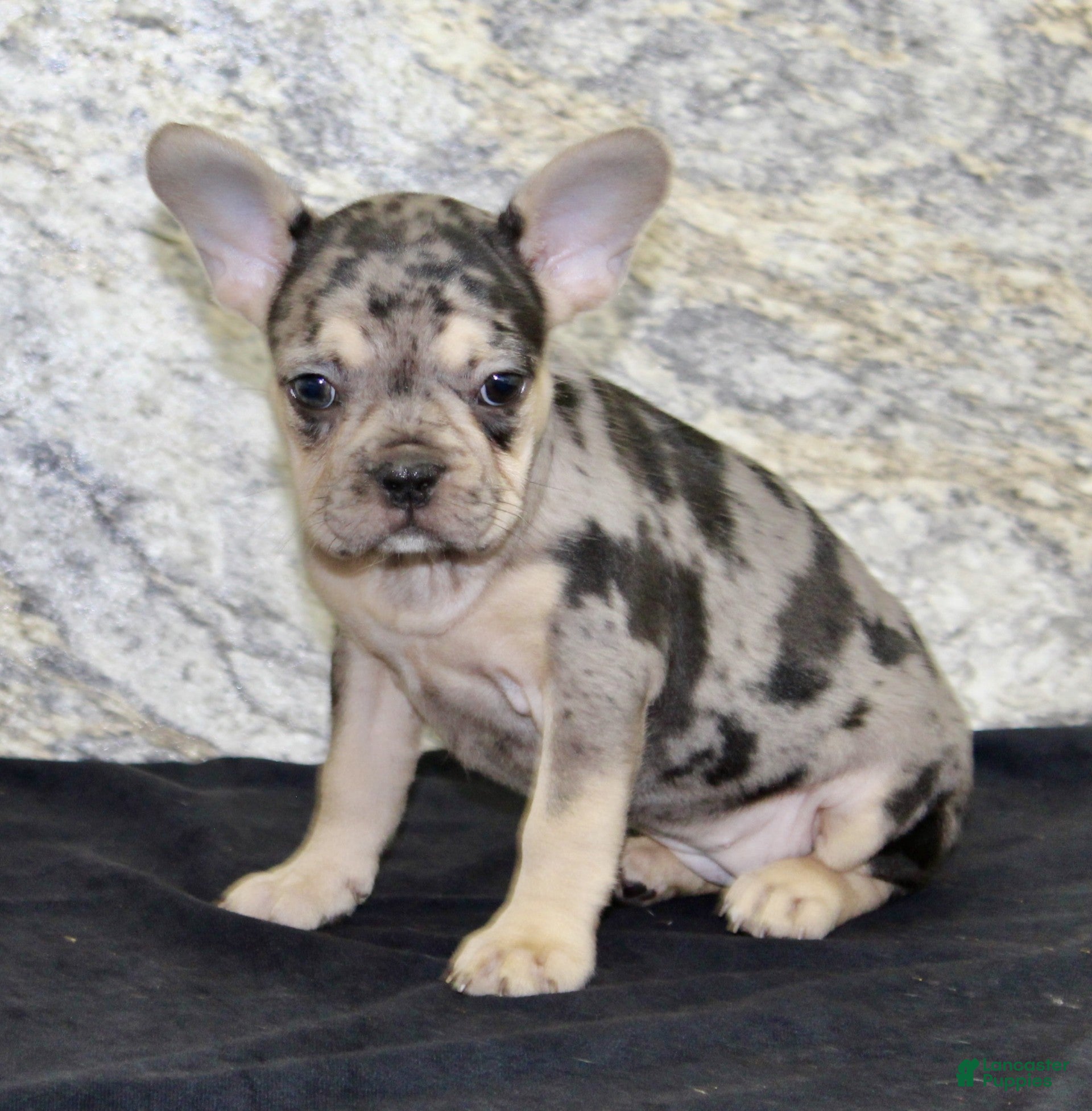 French Bulldog dogs Reba - Ad 2