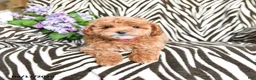 Maltipoo dogs for sale: Lauri - Ad 4