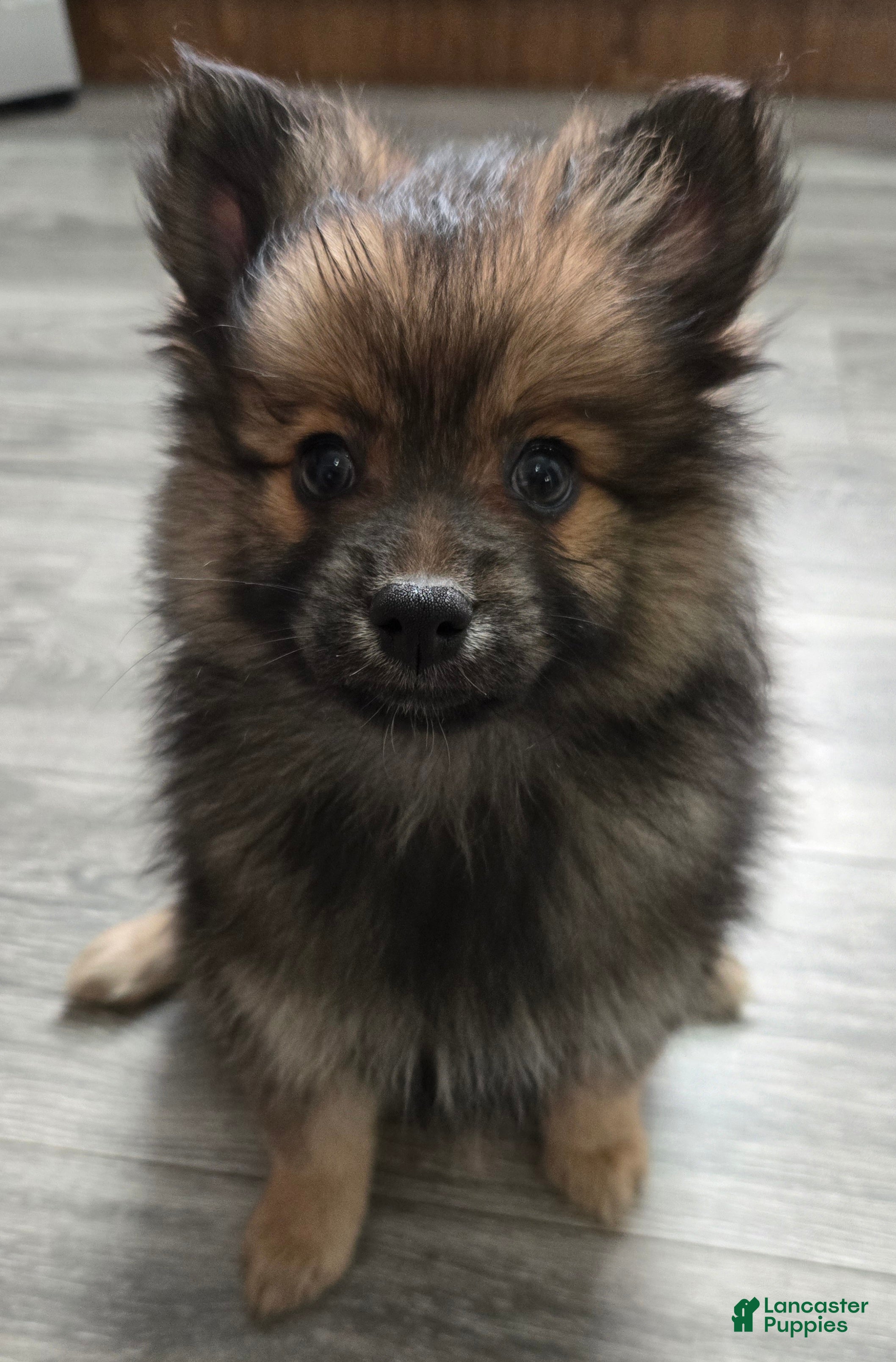 Pomeranian dogs Sasha - Ad 28