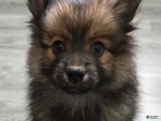 Pomeranian dogs Sasha - Ad 28