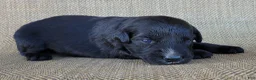 Australian Shepherd dogs for sale: Trixie - Ad 9