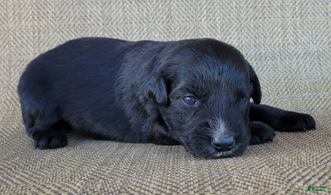 Australian Shepherd dogs for sale: Trixie - Ad 9