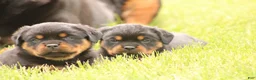 Rottweiler dogs for sale: Shon - Ad 3