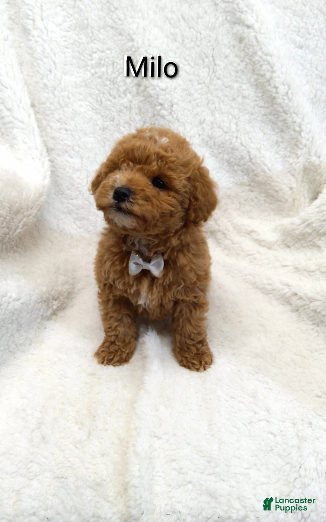 Mini Goldendoodle dogs for sale: Mini Goldendoodle Puppy 1 - Ad 1