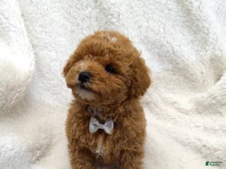 Mini Goldendoodle dogs Mini Goldendoodle Puppy 1 - Ad 16