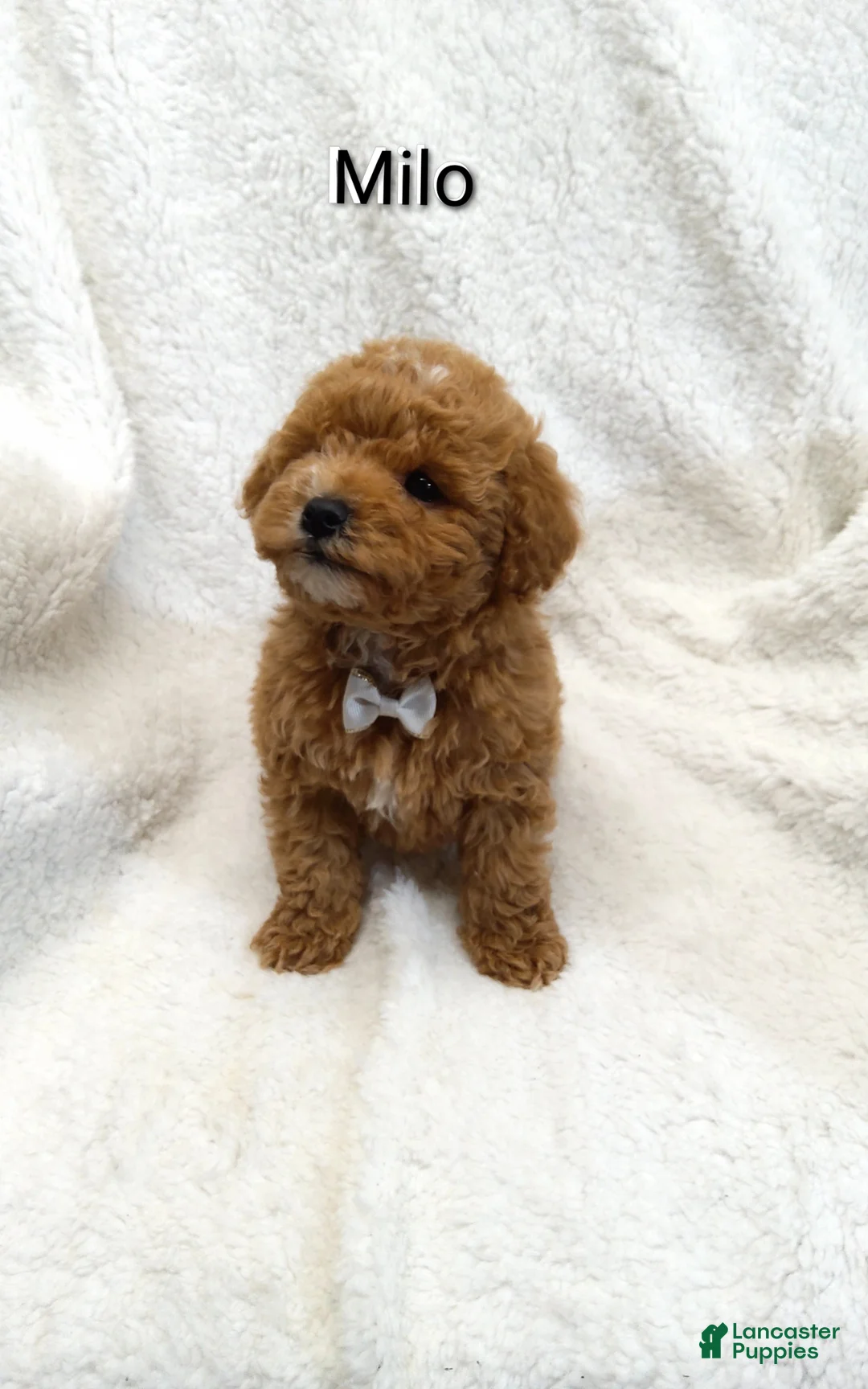 Mini Goldendoodle dogs for sale: Mini Goldendoodle Puppy 1 - Ad 1