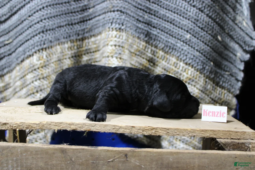 Mini Goldendoodle dogs for sale: Kenzie - Ad 1