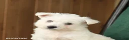 Westiepoo dogs for sale: Teddy - Ad 4