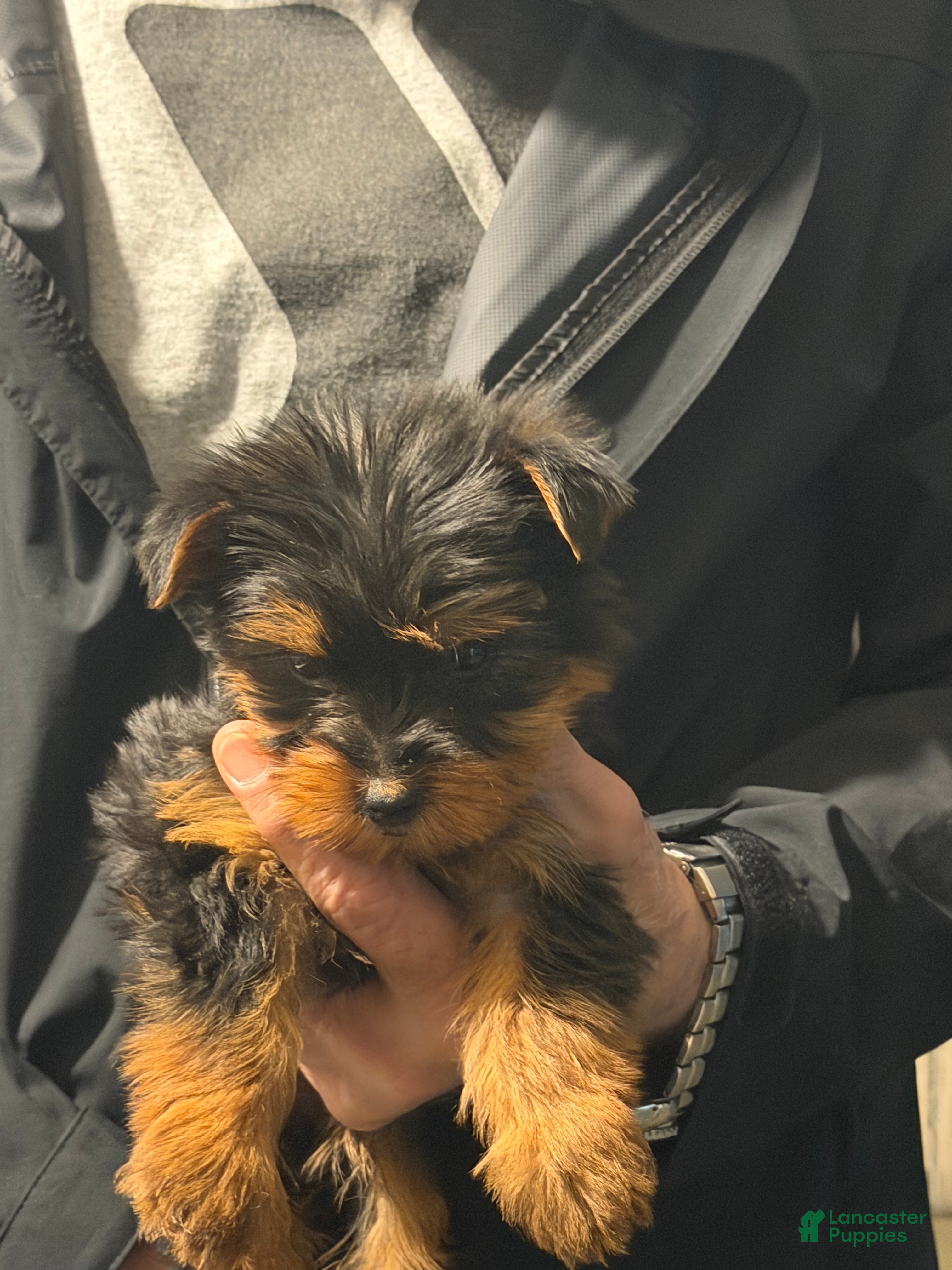 Yorkshire Terrier dogs Yorkshire Terrier Puppy 1 - Ad 41