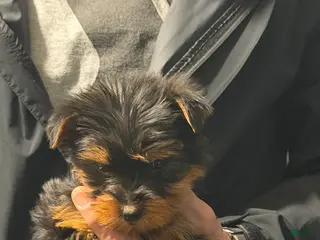 Yorkshire Terrier dogs Yorkshire Terrier Puppy 1 - Ad 24