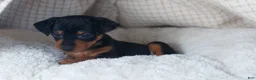 Miniature Pinscher dogs for sale: ANNIE - Ad 11