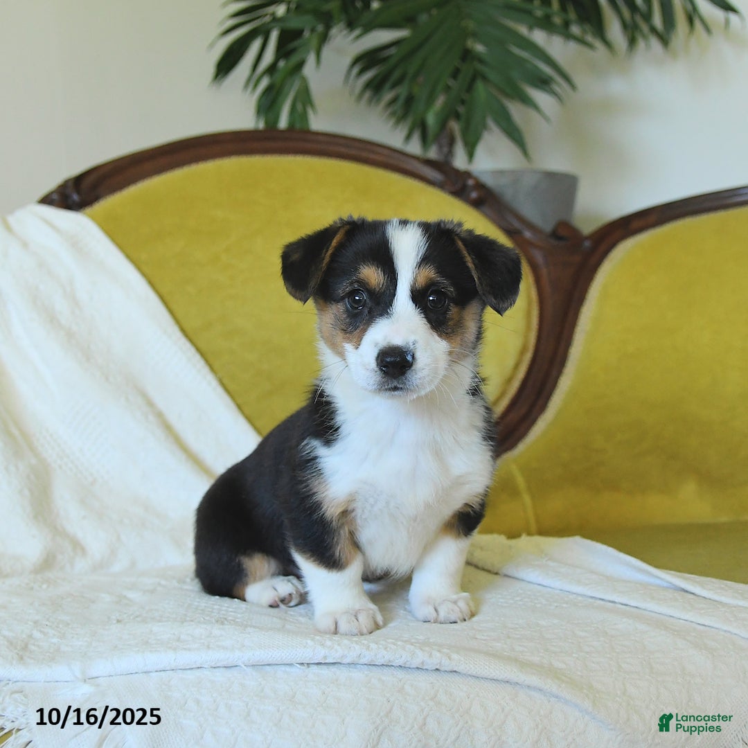 Welsh Corgi Pembroke dogs for sale: Nellie - Ad 16