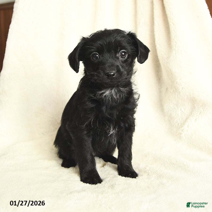 Yorkiepoo dogs Duchess - Ad 20