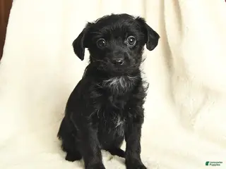 Yorkiepoo dogs Duchess - Ad 20