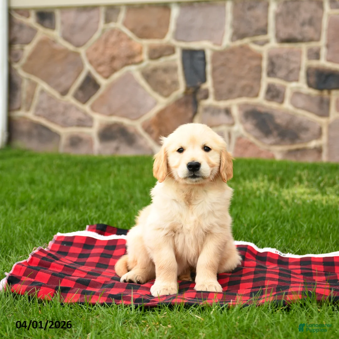 Golden Retriever dogs for sale: Ryan - Ad 2