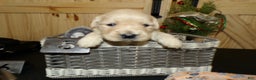 Golden Retriever dogs for sale: Golden Retriever Puppy 2 Rosanne - Ad 3