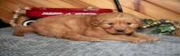 Golden Retriever dogs for sale: Molly - Ad 2
